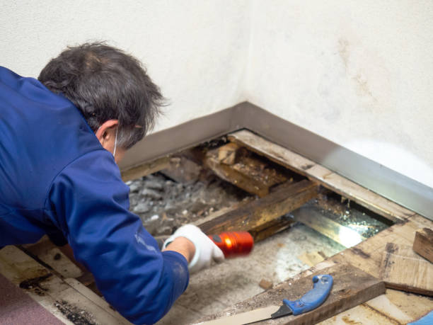 Best HVAC Mold Remediation in Northbrook, OH