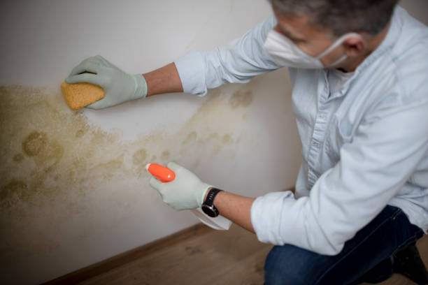 Best Black Mold Remediation in Northbrook, OH