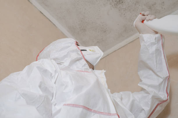 Best Attic Mold Remediation in Northbrook, OH