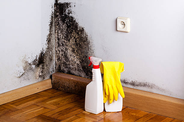 Best Post-Flood Mold Remediation in Northbrook, OH